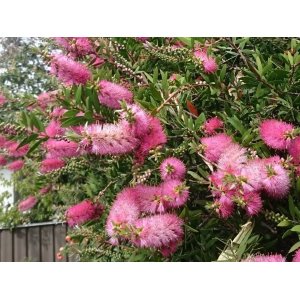 Tyčinkovec (Callistemon citrinus) ´VIOLACEUS´ - výška 100-130 cm, kont. C7L - NA KMIENKU, ružový